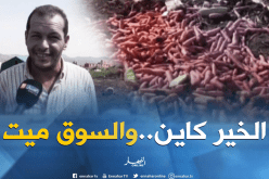 تلمسان: إنتاج وفير للجزر بالسواحلية والخسائر معتبرة بسبب غياب التسويق