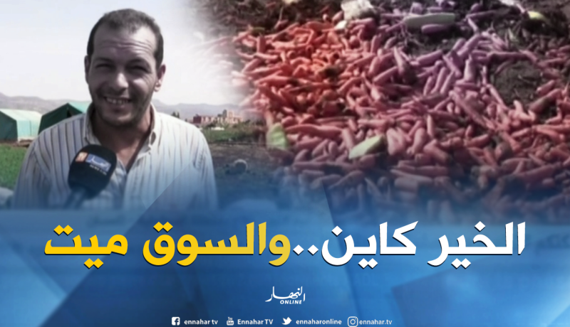 تلمسان: إنتاج وفير للجزر بالسواحلية والخسائر معتبرة بسبب غياب التسويق