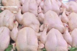 “أوناب”: تسويق 48 ألف طن من الدواجن تدريجيا لكسر الأسعار