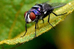 نقل الذباب لعدوى كورونا.. الصحة العالمية تحسم الجدل