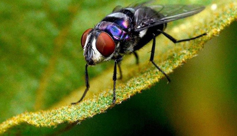 نقل الذباب لعدوى كورونا.. الصحة العالمية تحسم الجدل