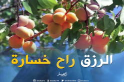 غياب آليات التسويق يهدّد منتوج المشمش بباتنة