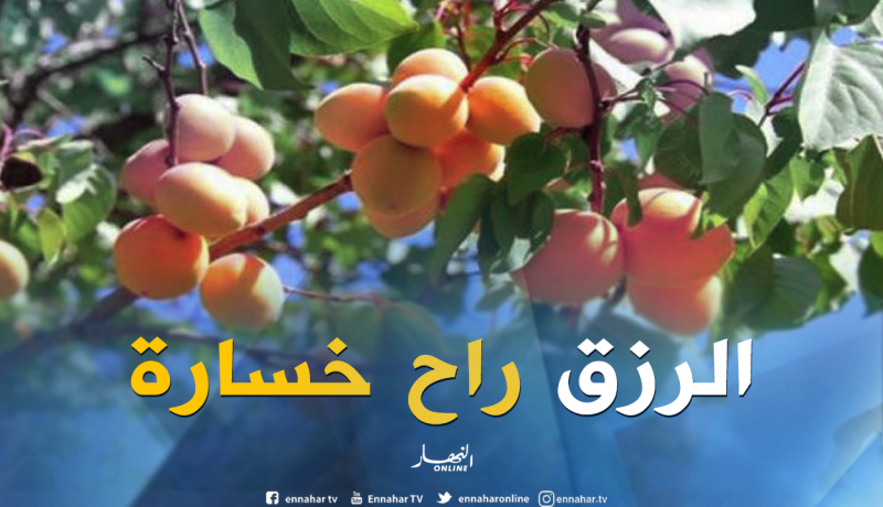 غياب آليات التسويق يهدّد منتوج المشمش بباتنة