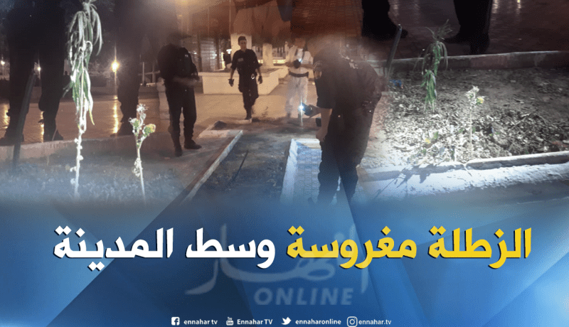 بالصور والفيديو.. العثور على شجيرات قنب هندي مغروسة وسط مدينة باتنة