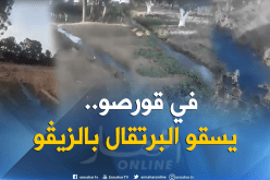 فيديو صادم.. يسَقون البرتقال بـ”الزيـﭬو” في قورصو
