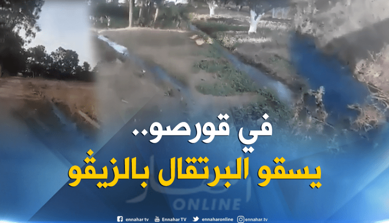 فيديو صادم.. يسَقون البرتقال بـ”الزيـﭬو” في قورصو