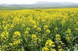 إنطلاق حملة الحصاد والدرس للسلجم الزيتي لموسم 2020-2021