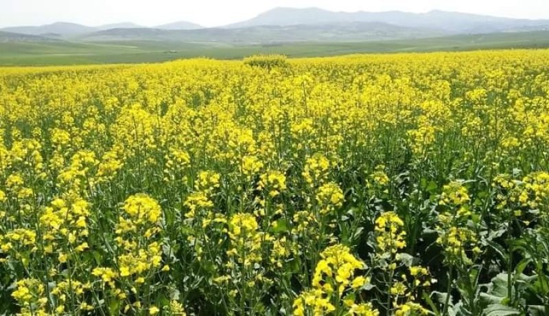 إنطلاق حملة الحصاد والدرس للسلجم الزيتي لموسم 2020-2021