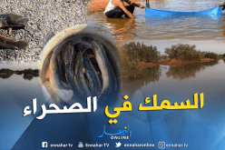 بالصور.. شباب إليزي يصيدون سمك القط بوادي تاخمالت في قلب الصحراء