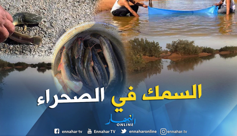 بالصور.. شباب إليزي يصيدون سمك القط بوادي تاخمالت في قلب الصحراء