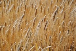 الجزائر تطرح مناقصة لشراء 35 ألف طن من الشعير