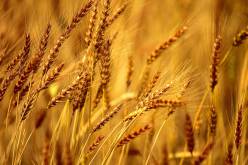 الإستغناء عن استيراد الشعير هذه السنة