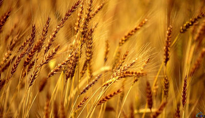 الإستغناء عن استيراد الشعير هذه السنة