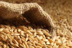 حجز 282 قنطارا من مادة الشعير في معسكر