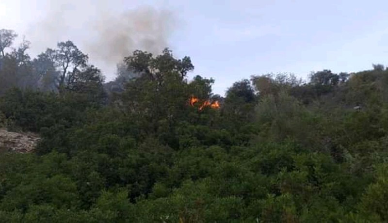 الشلف.. تواصل عمليات إخماد 5 حرائق مهولة إندلعت في غابات عدة بلديات