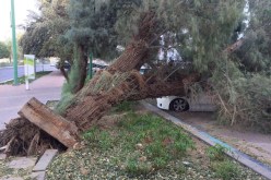 الشلف.. سقوط أشجار في 4 بلديات بسبب الرياح المصحوبة بالأمطار