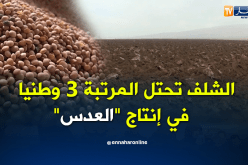 الشلف تحتل المرتبة الثالثة وطنيا في إنتاج العدس والبقوليات