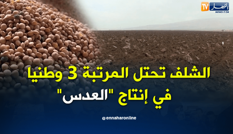 الشلف تحتل المرتبة الثالثة وطنيا في إنتاج العدس والبقوليات