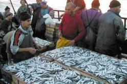 إنتاج أزيد من 8 آلاف طن من السمك بوهران سنة 2018