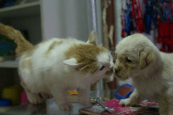 بسبب كورونا.. أول مدينة صينية تحظر أكل الكلاب والقطط