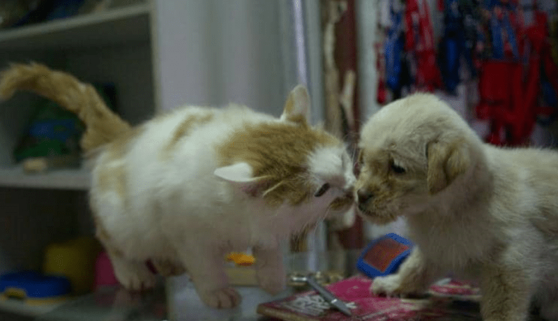 بسبب كورونا.. أول مدينة صينية تحظر أكل الكلاب والقطط