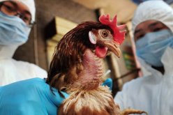 تسجيل أول إصابة بشرية بإنفلونزا الطيور في العالم بالصين