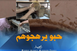 بالفيديو.. الدود يغزو مراحيض ابتدائية لعمري بن سعيد في الطارف