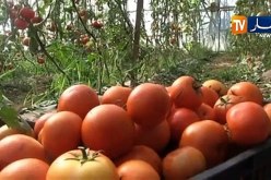 الديوان المهني للخضر والفواكه: دفع مستحقات منتجي الطماطم الصناعية قريبا