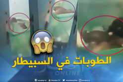 بالفيديو.. جرذان داخل قسم الأطفال بمستشفى عين الدفلى!!