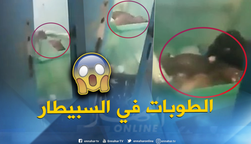 بالفيديو.. جرذان داخل قسم الأطفال بمستشفى عين الدفلى!!