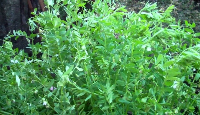 سوق أهراس تحتل المرتبة الأولى وطنيا في جمع العدس بـ35 ألف قنطار