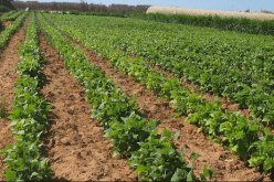 سيتم تسوية ملف العقار الفلاحي نهائيا هذه السنة