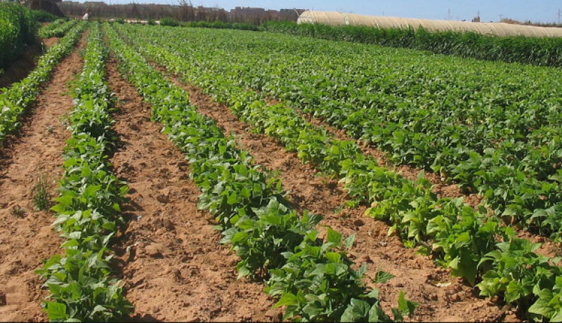 سيتم تسوية ملف العقار الفلاحي نهائيا هذه السنة