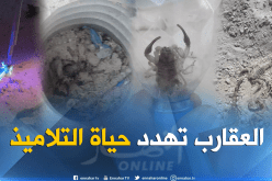 بالصور والفيديو.. شاهد عقارب وحالة كارثية لإبتدائية بالوادي