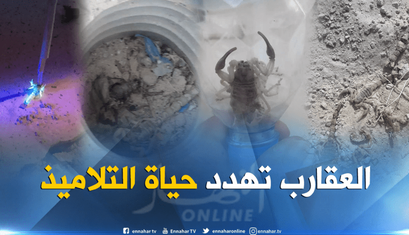 بالصور والفيديو.. شاهد عقارب وحالة كارثية لإبتدائية بالوادي