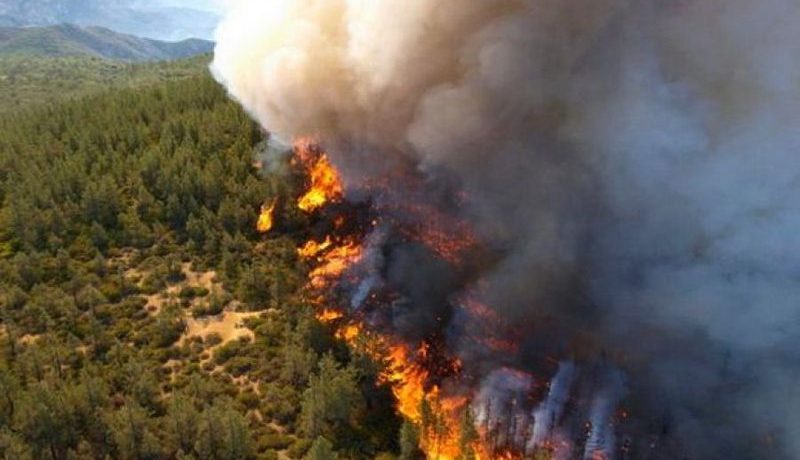 الحرائق تتلف 1132 هكتار من الغطاء النباتي في 24 ساعة!