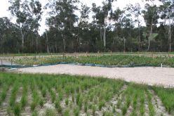 المديرية العامة للغابات: مخطط عمل قيد الإعداد لترقية المنتجات غير الخشبية