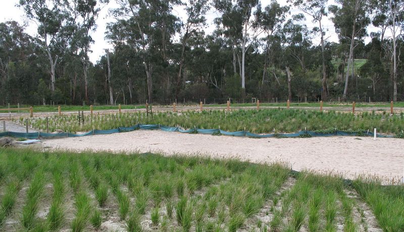 المديرية العامة للغابات: مخطط عمل قيد الإعداد لترقية المنتجات غير الخشبية