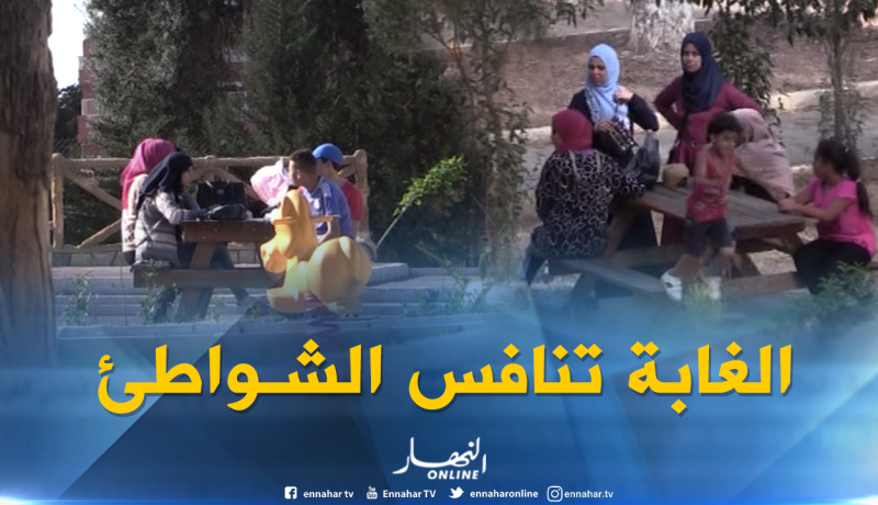 بالفيديو.. لهذا السبب تنافس الغابات الشواطئ هذا الصيف