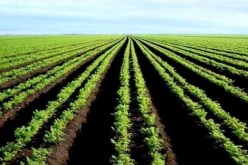 خياطي: الجزائر حققت قفزة نوعية في الأمن الغذائي