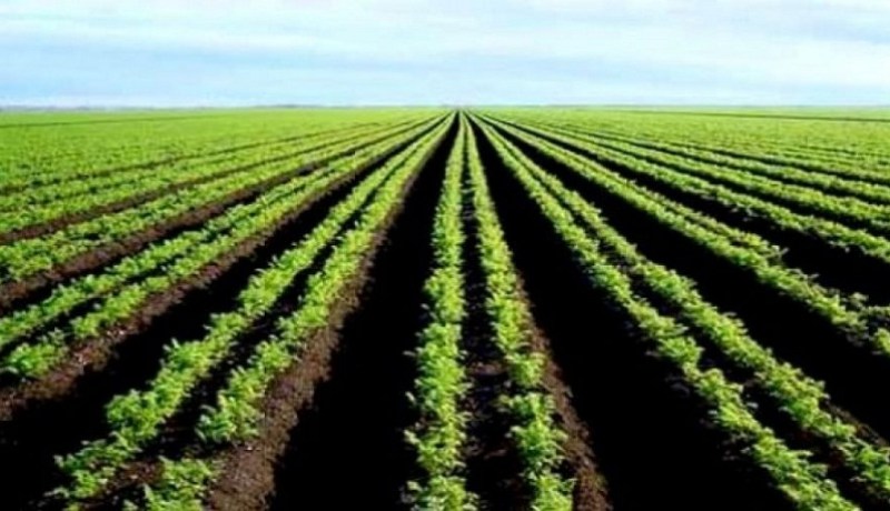 خياطي: الجزائر حققت قفزة نوعية في الأمن الغذائي