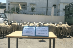 جمارك.. إحباط محاولة تهريب 52 رأس غنم نحو التراب التونسي