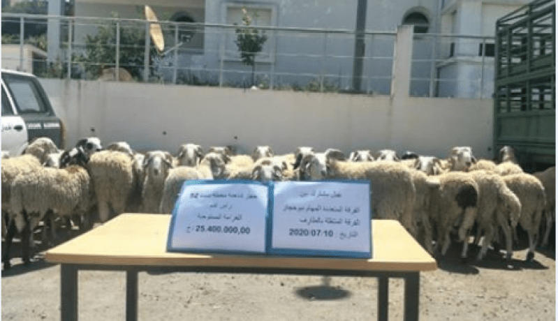 جمارك.. إحباط محاولة تهريب 52 رأس غنم نحو التراب التونسي