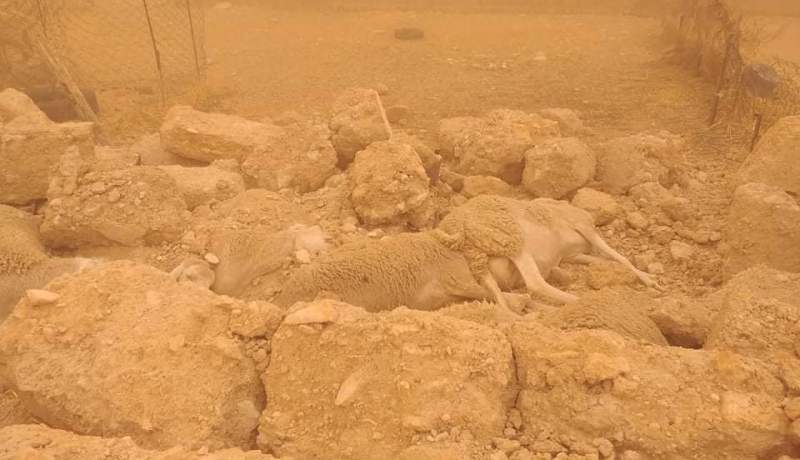 المسيلة.. سقوط جدار يتسبب في نفوق 17 رأسا من الغنم بعين الحجل