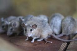 يُتلف الكبد.. ظهور وباء شرس في الصين بسبب الفئران