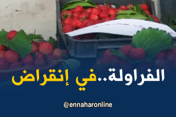 الفراولة تواجه خطر الانقراض بسكيكدة