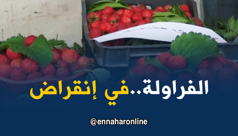 الفراولة تواجه خطر الانقراض بسكيكدة