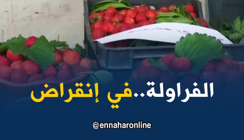 سكيكدة: في عيدها السنوي…الفراولة مهددة بالإنقراض