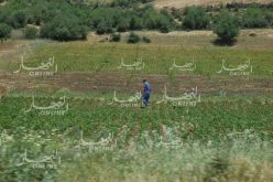 إلغاء تصنيف قطع أراضى فلاحية موجّهة لإنجاز سكنات وتجهيزات عمومية بعض الولايات