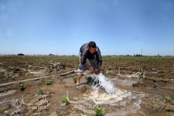 ملتقى وطني حول الفلاحة ديسمبر المقبل بمشاركة 1200 فلاح